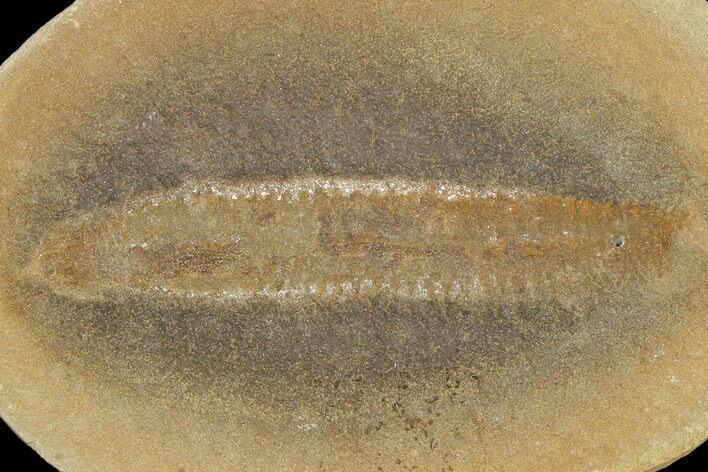 Pennsylvanian Worm (Astreptoscolex) Fossil - Mazon Creek #113223